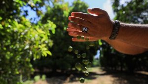 Afrika sıcakları ve fırtına, narenciye ile zeytini vurdu