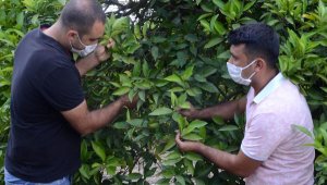 Afrika sıcakları ve fırtına, narenciye ile zeytini vurdu