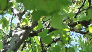 Ağaçta mahsur kalan yavru kediyi itfaiye kurtardı