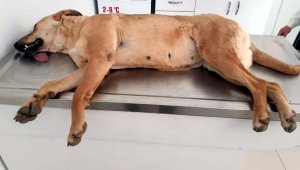 Alanya'da zehirlenen 2'si yavru 4 köpek öldü