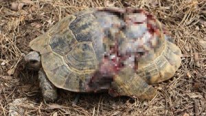 Alanya'daki kaplumbağa vahşetine soruşturma
