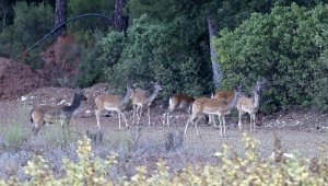 Anadolu'nun simgesi alageyiklerin sayısı, 54 yılda 7'den 500'e yükseldi