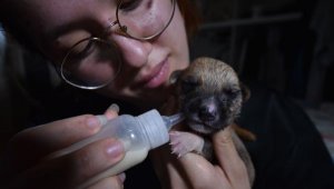 Anneleri öldürülen köpekleri, biberonla besleyip hayata bağladı