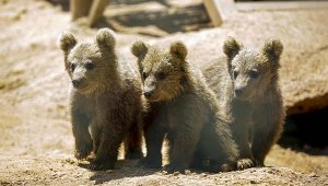 Antalya Hayvanat Bahçesi'nde 100 yeni yavru doğdu