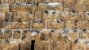 Antalya'da tarihi sur ve tramvay yolu güvercinlere kaldı