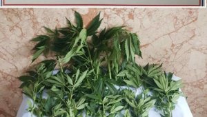 Bahçesinde kenevir ele geçirildi, 'İhtiyacım kadar ektim' dedi