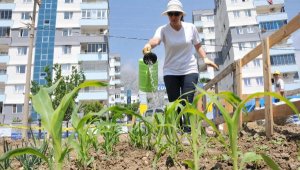 Belediyenin boş arazisini hobi bahçesine çevirdi