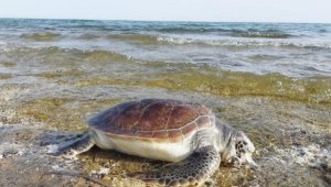 Belek'te 11 deniz kaplumbağası ölü bulundu