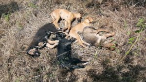 Beslediği 5 yavru köpek öldürülen hayvansever; 'Bu canlara nasıl kıydınız'