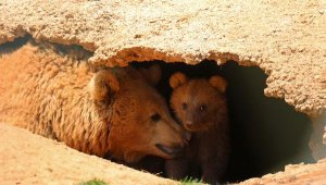 Boz ayı 'Tarçın', 4 yavru dünyaya getirdi