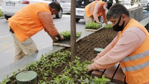 Büyükşehir Güllük Caddesi'ni 40 bin çiçekle süsleyecek
