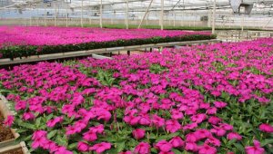 Büyükşehir'in serası üretiyor Antalya güzelleşiyor