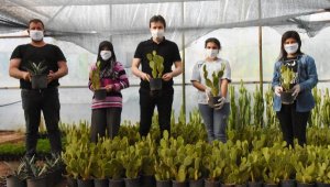 Demre kendi çiçeğini ve fidanını üretiyor