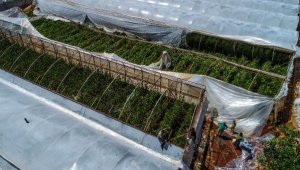 Demre'de şiddetli rüzgar seraları yerle bir etti