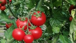 Domates serasına kuşlar yuva yaptı