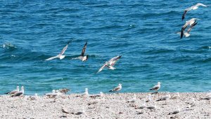 Dünyaca ünlü sahil, martılara kaldı