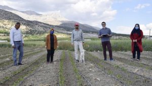 Elmalı'da tarım arazilerini don vurdu