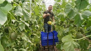 Finike'de örtü altında yetiştirilen kavuna yoğun talep