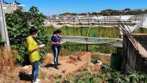 Fırtınanın sera zararı 400 bin lira