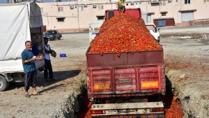 Fiyatı düşen domates salçalık oldu