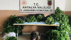 Gazipaşa'da jandarmadan uyuşturucu operasyonu