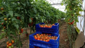 İhracatın lideri domates ve narenciye