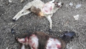 İki koyun, yırtıcı hayvan saldırısında telef oldu