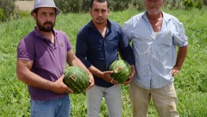 Karpuz tarlasında 'kesmece' hırsızlık