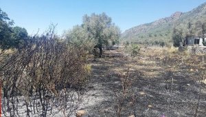 Kaş'ta makilik ve zeytinlik yangını