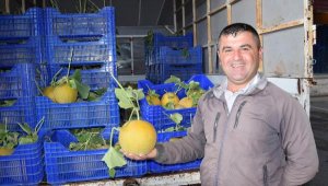 Kavun, üreticinin yüzünü güldürüyor