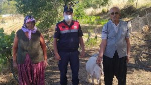 Kaybolan koyunları jandarma buldu