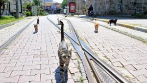 Kedilerin sosyal mesafe kuralı gülümsetti