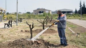 Kepez'den Altınova'ya 60 ağaçlı portakal bahçesi