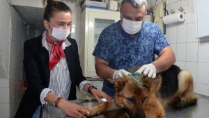 Kesici aletle işkence yapılan köpeğe tedavi