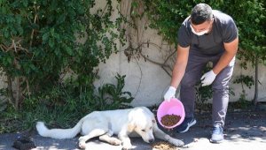 Konyaaltı, sokak canlarına 5.5 ton mama ulaştırdı