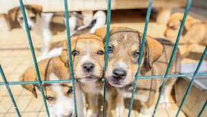 Koronavirüs sürecinde sahiplenilen hayvan sayısı arttı