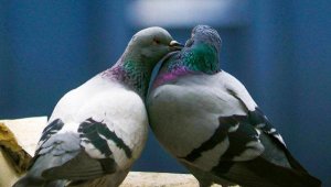 Kumruların karantina aşkı