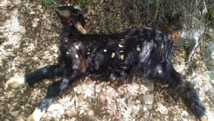 Kurtlar sürüye saldırdı