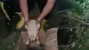 Kuyuya düşen yavru köpekleri mahalleli kurtardı