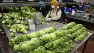 Minyatür sebzelere talepte 'korona' artışı