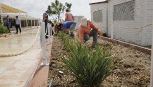 Nesli tükenen kum zambakları koruma altına alındı