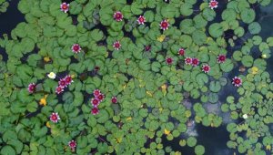 Nilüferleri koparmanın cezası 146 bin TL