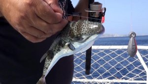 Olta balıkçılarına 'balon balığı' şoku