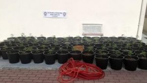 Ormanlık alanda saksıda uyuşturucu