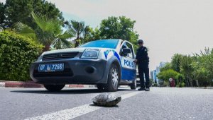 Polis kaplumbağa için yolu kesti