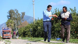 Portakalda, aşırı sıcak ve fırtına zararı