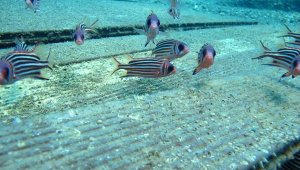 Prof. Dr. Gökoğlu: Koronavirüs, doğaya şans verdi