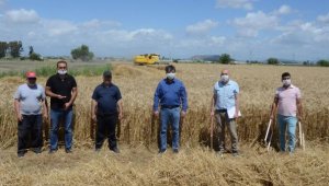 Serik'te buğday hasadı başladı