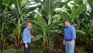 Serik'te örtü altı muz üretim alanları arttı