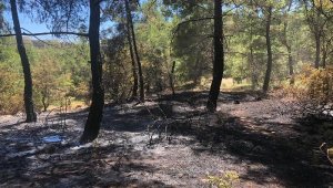 Sprey şişelerini ateşe verince ormanı yaktı
